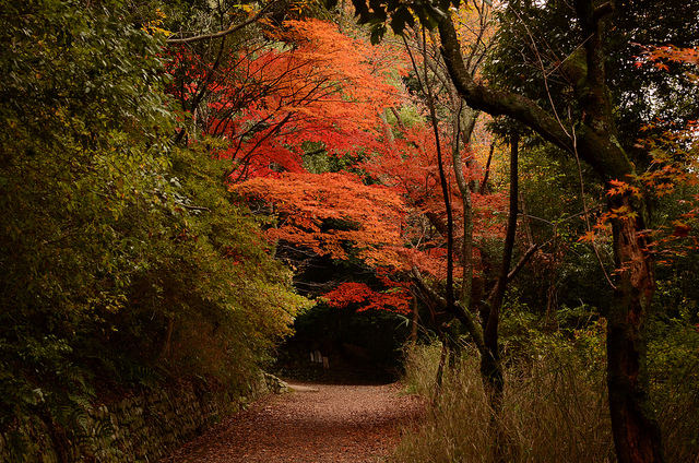 Carnet japonais