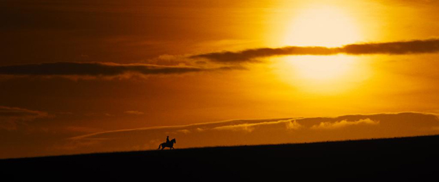 Cheval de guerre, Steven Spielberg, Richard Curtis, Emily Watson, David Thewlis, Peter Mullan, Jérémy Irvin, Niels Arestrup, analyse, critique, interview, citation, citations, propos, image, photos