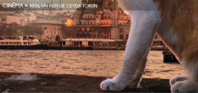 kedi, ceyda torun, chats, istanbul, tour de galata, bosphore, turquie