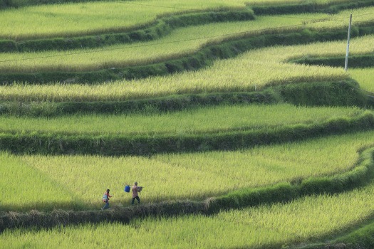 le promeneur d`oiseau, chine, france, technologie, voyage, initiatique, Philippe Muyl, Baotian Li, Yang Xin Yi, Li Xiao Ran, tradition, modernité, racine, oiseau, famille, drame, comédie, cinema, critique, analyse, interview, citation, photo, photos