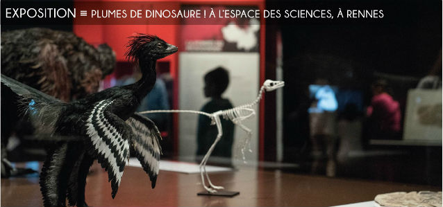 dinosaures, dinosaures a plumes, espace des sciences, champs libres, rennes, museum dhistoire naturelle de nantes, musée paléontologique du liaoning, anchiornis, microraptor, fossiles, chine