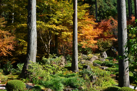 sanzen-in, sanzen, in, temple, bouddhiste, bouddha, bouddhisme, japon, visite, exposition, jardin, information, horaire, horaires, photo, photos, image, infos, tourisme, visite