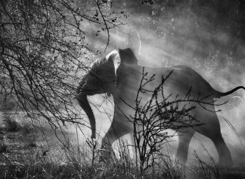 Sebastiao Salgado, Genesis, londres, london, expo, exposition, expo photo, clichés, photgraphie, noir et blanc, natural history museum, photographe, nature, anthropologie, effet, texture, paysage