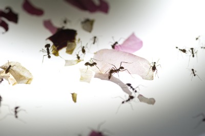 tragedy, commons, tragedy of commons, palais de tokyo, tokyo, exposition, installation, robin meier, ali momeni, fourmi, fourmis, hardin, garret hardin, tragédie, biens communs, paris, humain, humains